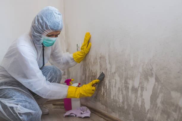 Best Attic Mold Removal  in Greenwood, AR