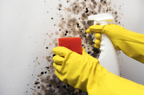 Best Office Mold Removal Services  in Greenwood, AR